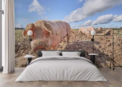 Organic free range pigs in a muddy field Wall mural