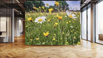 Traditional Wild Flower hay Meadow in the Sussex High Weald Wall mural