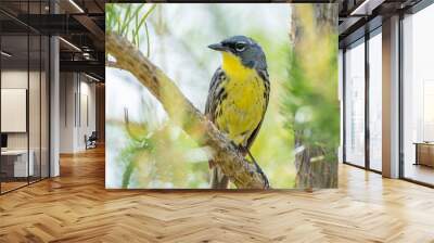 A kirtland's warbler perches in a jack pine, an endangered species that is losing habit due to overdevelopment and deforestation in north central Michigan.  Wall mural