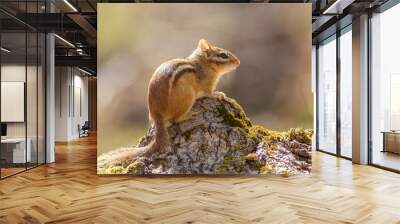 An eastern chipmunk looking back at the photographer laying on a mossy stump.  Wall mural