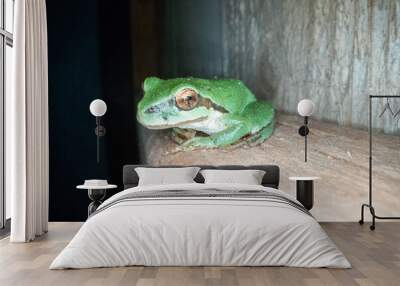 Portrait of a green tree frog  Wall mural