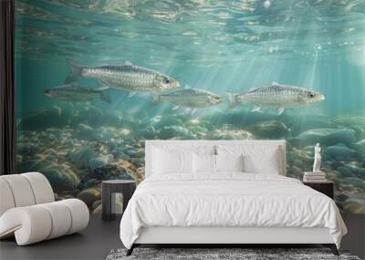 Shoal of Grey Mullet Swimming in Sunlit Waters underwater sunlight rays, natural habitat of fish, peaceful aquatic scene Wall mural