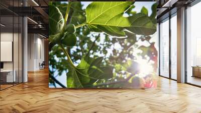 backlit fig tree branch Wall mural