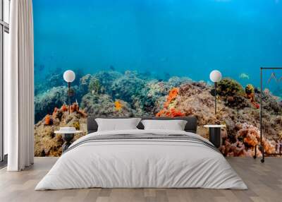 underwater panoramic view of coral reef in ocean Wall mural