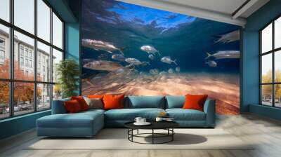 underwater view school of Crevalle jack fish swimming in ocean 
 Wall mural