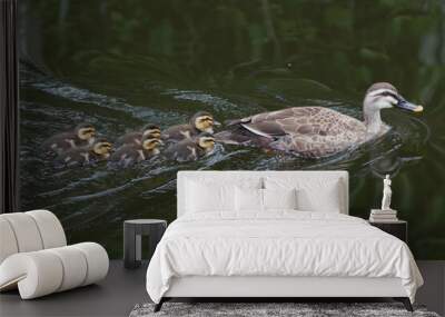  wild duck's fledgling and parent in water                               Wall mural