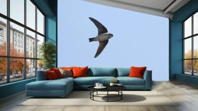 asian house martin in flight Wall mural