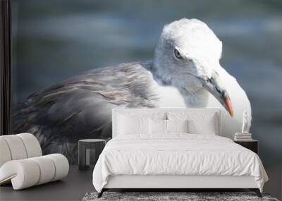 black tailed gull in a seashore Wall mural