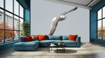 herring gull in flight Wall mural