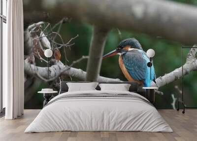 kingfisher on a branch Wall mural