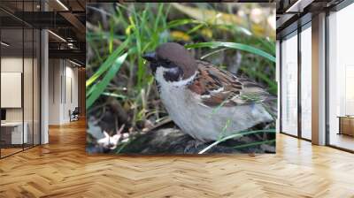 sparrow on ground Wall mural