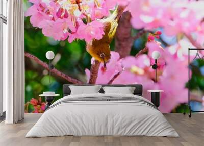 white eye on cherry blossom Wall mural