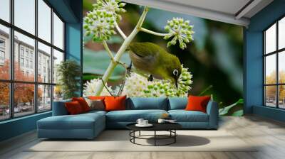 white eye on japanese aralia Wall mural