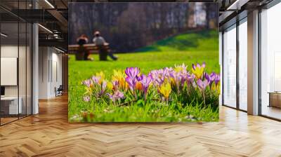 Crocusses in a park in the middle of munich Wall mural