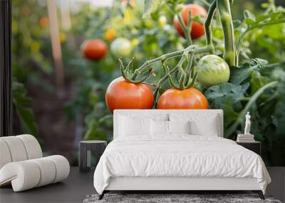 Fresh ripe tomatoes on the vine in a green vegetable garden Wall mural