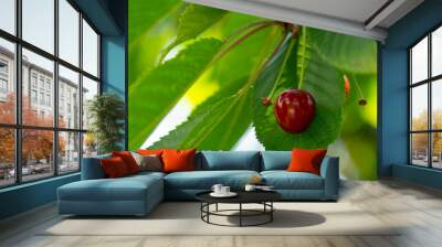 Cherry Wall mural