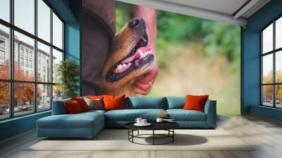 Hund wir gestreichelt Wall mural