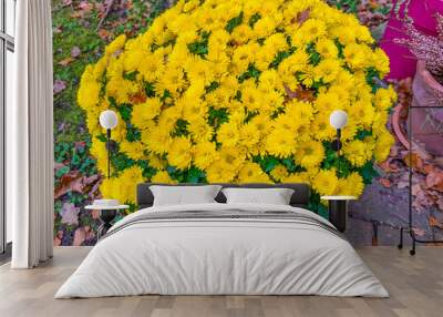 High angle shot of a bouquet of yellow chrysanthemum x grandiflorum on the ground Wall mural