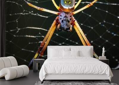 Close up of a Golden orb weaver spider (Nephila) on a web isolated on a dark background Wall mural