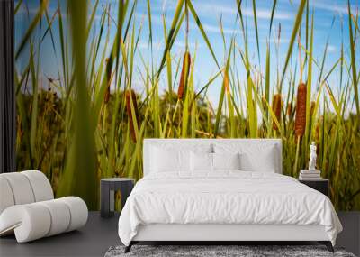 Reed grass of a pond during the summer Wall mural