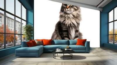 Chat Maine Coon en transparence, sans background Wall mural