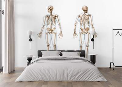 Front and back views of full human skeleton with male body 3D rendering illustration isolated on white with copy space. Anatomy, osteology, skeletal system, science, biology, medical concept. Wall mural