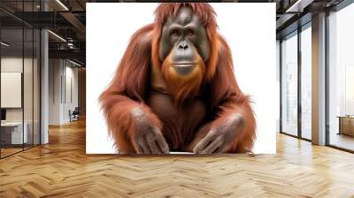 Singe Orang-outan de Sumatra avec transparence, sans background Wall mural