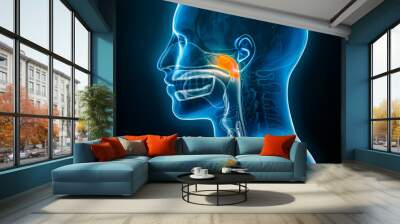 Xray lateral or profile view of the nasopharynx 3D rendering illustration with male body contours. Human anatomy, nasopharyngitis or cold, medical, biology, science, medicine, healthcare concepts. Wall mural