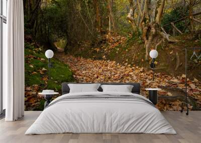 Path in an autumnal wood covered with orange, red and yellow leaves. towards inner peace Wall mural