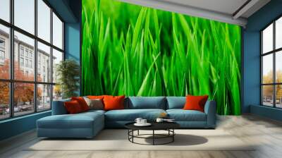 close up of grass Wall mural