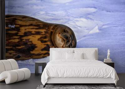 happy seal smiling and chilling 2 Wall mural