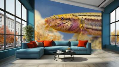 The weatherfish (Misgurnus fossilis) in natural underwater habitat - head detail Wall mural