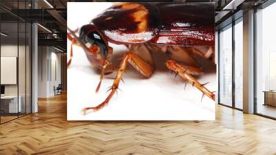 Close up of a cockroach on white background. Wall mural