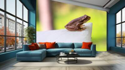 lateral view macro photography of a tiny brown tree frog standing on a white calla lily flower, capt Wall mural