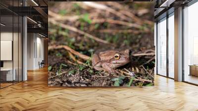 Macro photography of a brown tree frog standing on the ground early in the morning. Captured in a garden near the town of Arcabuco, in central Colombia. Wall mural