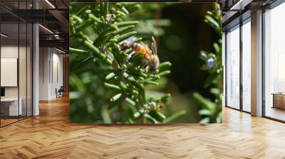 Honey Bee flying and eating on Lavender Plant Wall mural