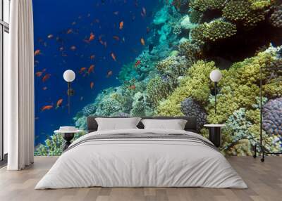 A landscape photo of coral reef Wall mural