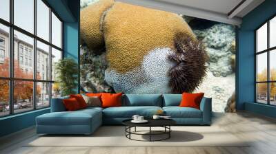 crown of thorn starfish Wall mural