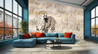 Photo of one cheetah Wall mural