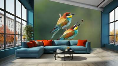 Bee-eater feeding (Merops apiaster) Wall mural