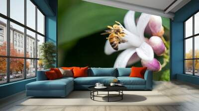 bee on white lemon flower Wall mural