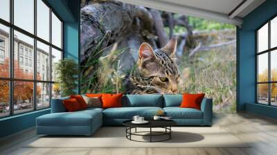 Roman kitten playing with dry grass Wall mural