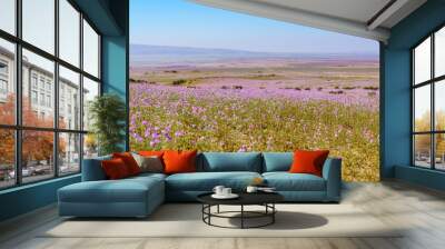 Stunning array of vibrant purple flowers blossoming in an expansive  field in Atacama, Chile Wall mural