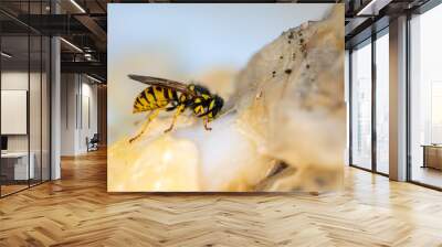 Yellow Jacket or Vespula vulgaris, is an insect that is plague in several countries, it has very powerful jaws capable of cutting fibrous pieces of food Wall mural