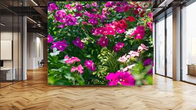 The field of purple flowers.The violet flowers growing in the field in sunny day. Horizontal outdoors shot. Wall mural