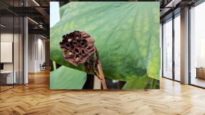 Dried seed pod of lotus plantation Wall mural