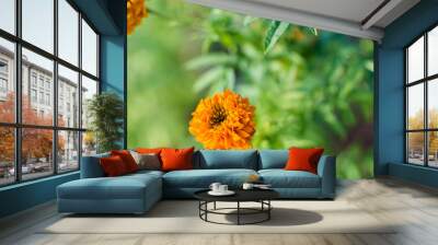 Marigold flower with soft sun light Wall mural