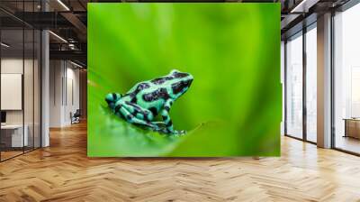 Green and Black Poison Dart Frog (dendrobates auratus) on a leaf in the rainforest, Costa Rica Wall mural