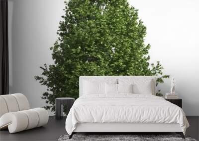 Tree 3d illustration isolated on the white background Wall mural