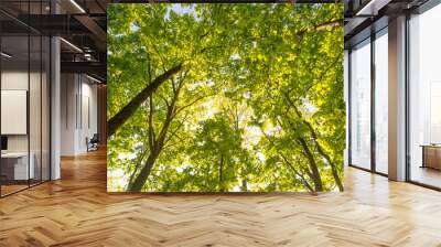 looking up in a green oak tree forest at evening during spring Wall mural